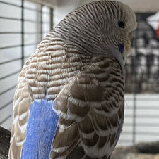 Theodor