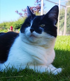 Lizzie