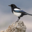 Stonemagpie
