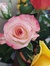 Donna M...