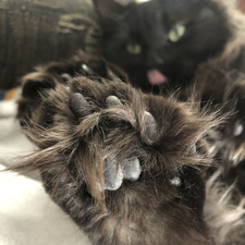 Amélie Ouellet-Côté