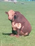 Harley 