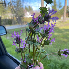 Abbey Hunter-Richards