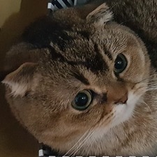 Yo