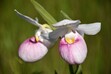 Lady Slipper