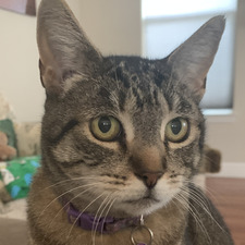 Carmie 