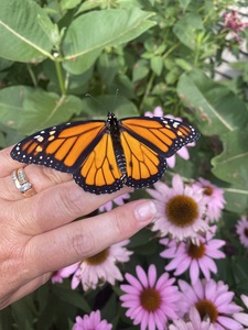 Jacque (monarchmama)