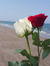 Hanen H...