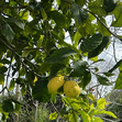 Rishata