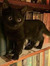 Saffy T...