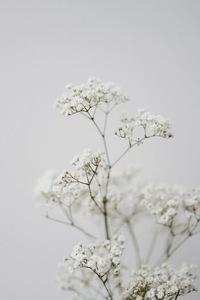 Anne