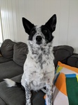 Laura