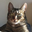 Maya