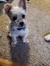 Whitney