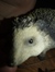 matei