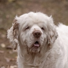Parker