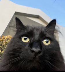Rosie