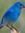 SongBird | 7 comments