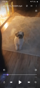 Bella