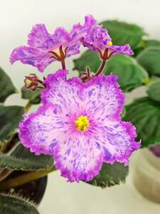 Росица Янева