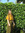 Rakayle | 12 comments