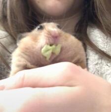 urlocalspasticgremlin