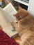 lily_ch...