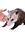 possum