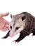 possum