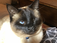 Milani