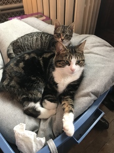 Jasmin Bollig-MacPhee