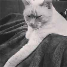 RyeToast