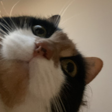 Iris Meijer Andersson