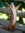 Peanut | 2 comments