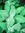 Sage