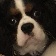 Sebastian