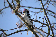 Лара Захарченко
