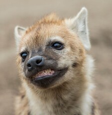 Hyena