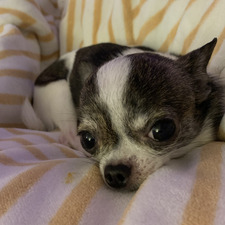 Лаура-Патрициа