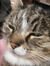 Une Cat