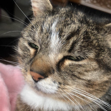 Une Cat
