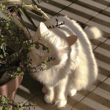 phia :)