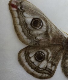 lou ˖ . ݁𝜗𝜚. ݁₊