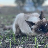 ۦ　　　　　　　　　　　　　　　　　　　　　　　　　ۦ ۦ　　　　　　　　　　　　　　　　　　　　　　　　　ۦ