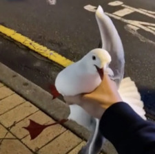 Seagull