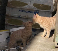 Sofia Giulia Bernardi