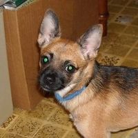 Patsy Tyrrell-Johnson