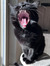 Catie