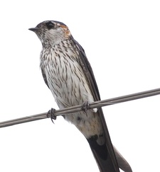 مهدی کرامتی