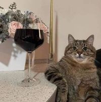 داليا ممدوح